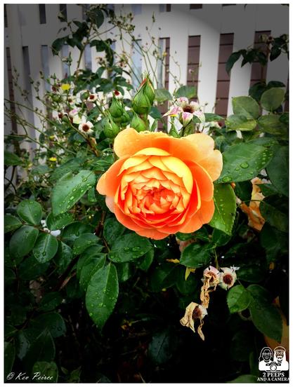 A vivid orange rose in full bloom stands out against a backdrop of green leaves and rosebuds at different stages of growth.

Water droplets glisten on the foliage, suggesting recent rain. A white picket fence is visible in the background, and some nearby flowers appear wilted, highlighting the contrast between life and decay.