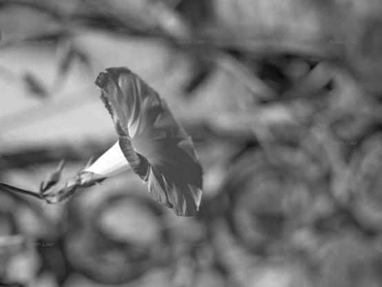 Flower, closeup, black and white, photo