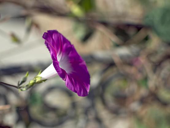 Flower, closeup, color, photo