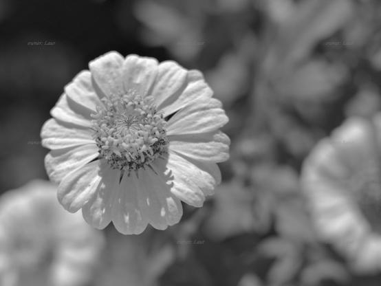 Flower, closeup, black and white, photo