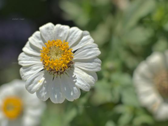 Flower, closeup, color, photo