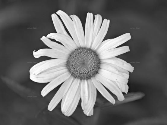 Flower, closeup, black and white, photo