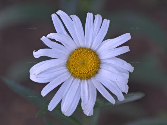 Flower, closeup, color, photo