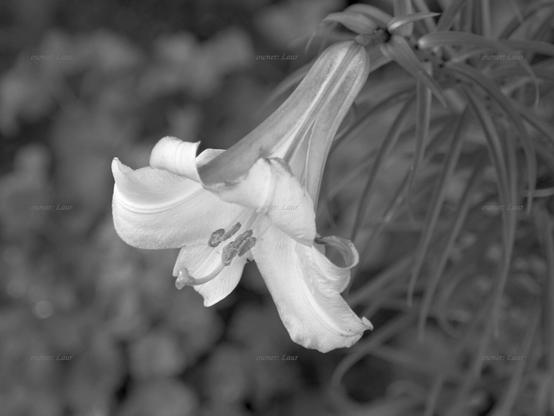 Flower, closeup, black and white, photo