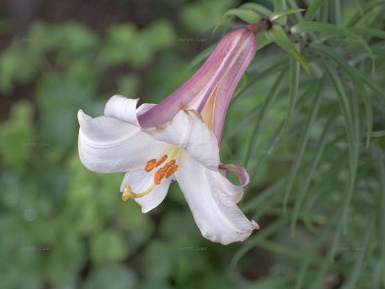 Flower, closeup, color, photo