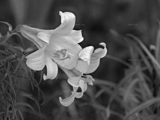 Flower, closeup, black and white, photo