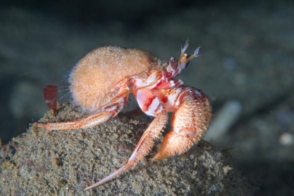 Close-up shot of a small hermit crab on a rock.