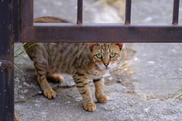 Photo of a tabby cat peeking under an iron gate.