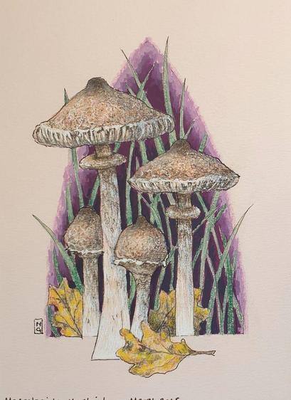 A small drawing of Macrolepiota Mastoidea Mushrooms also known as Slender Parasols. The Mushroom is tall and slender with a pale brown cap with a darker brown area near the crown that breaks into scales.
They are fairly common in Britain and Ireland and they also occur across most of Europe. It is edible and tasty but bears a resemblance to some toxic mushrooms!
An original art work
Colour pencil and mixed media on acid free toned artist paper
5 by 7 inches (12.7 by 17.8 cm).
Sold unframed