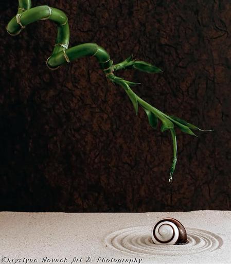 Earth's green nature is represented in the bamboo shoot that reaches down with a gift for a parched earth. The drop of water represents the nourishment a parched earth needs to replenish. Like the surface of a large body of water the waterdrop creates ripples in the sand as it replenishes life. The spiral shell which 'mimics' the ripples in the sand is a representation of life - for life will exist where there is water.