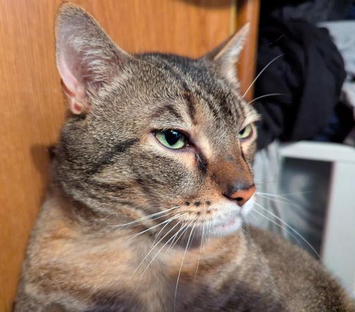 Waffles the three-legged, chonky, tabby cat, looking off to the side a bit, quite close up on his face.