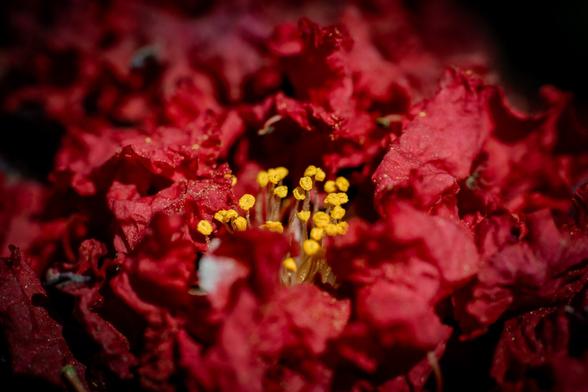 Close-up macro shot of a deep red flower with ruffled, textured petals and a cluster of bright yellow stamens with pollen visible in the center, photographed against a blurred background.