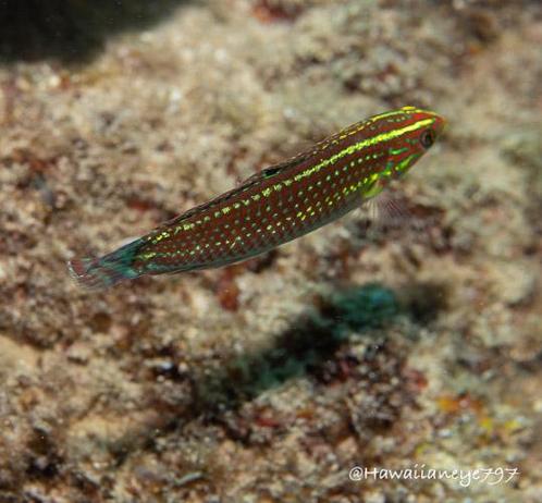 A multi-colored finger-length fish hovers over an ocean reef. The fish is reddish, spotted with neon yellow that coalesce and become horizontal lines running from its nose to tail.