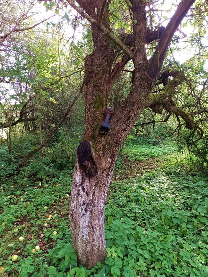 An old apple tree with mostly gnarly, dead branches that would look nice in a horror movie. A thick branch has been cut long ago and not healed, leaving a black surface. The same saw as before is wedged between branches again.