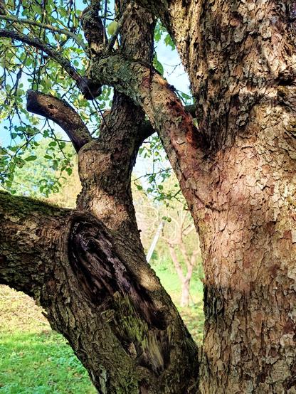The other side of the same tree. There is a large open wound where a thick branch has broken off and it's filled with black rot. Above that is a half meter long crooked stump that is missing its bark and has many small holes from insects.