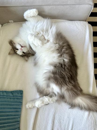 Thor, a fluffy grey and white bicolor half-Ragdoll cat, lying on his back on a cream blanket on a grey sofa, exposing his impossibly soft belly for your enjoyment. There is a turquoise pillow in the lower left of the picture.