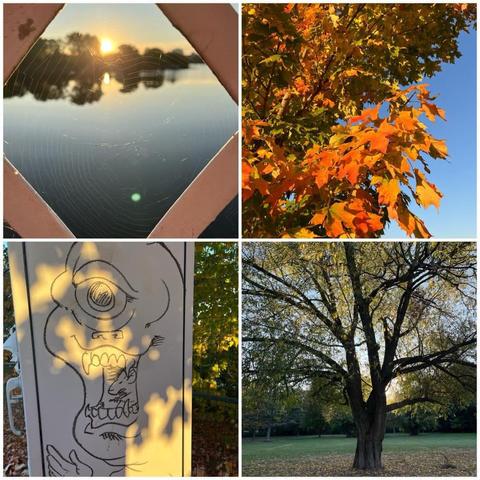Grid of four photos:

1) A spiderweb reflecting sunlight on the metalwork on one of the Minto bridges, with the Rideau river, the eastern shore, and the run rising through the trees visible in the background.

2) Portion of a maple tree with leaves in various states of change with colours between green and orange with a blue sky in the background.

3) Line are graffiti on a electrical box with a one-eyed creature with teeth and what appears to be a mouse in its mouth.

4) A large tree in a park, with leaves on the ground and the sun behind one of the branches.