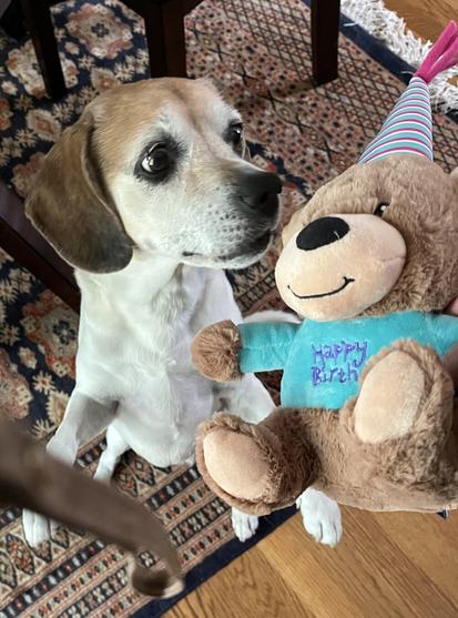 Lucy enjoying one of her many birthday gifts.