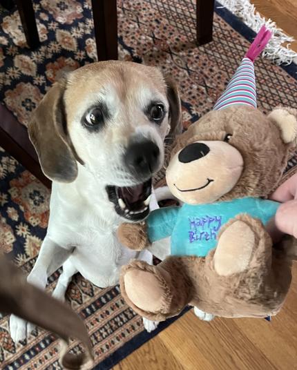 Lucy enjoying another birthday gift.