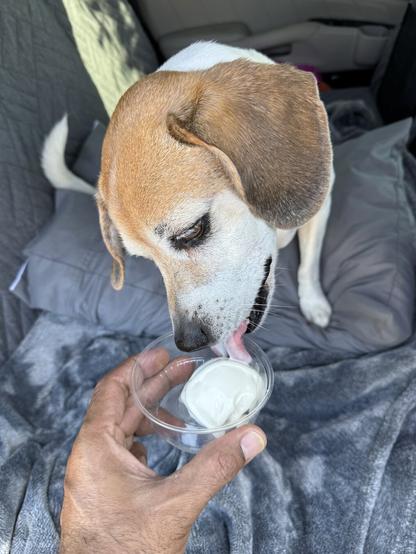 Lucy enjoying her pup-cup.