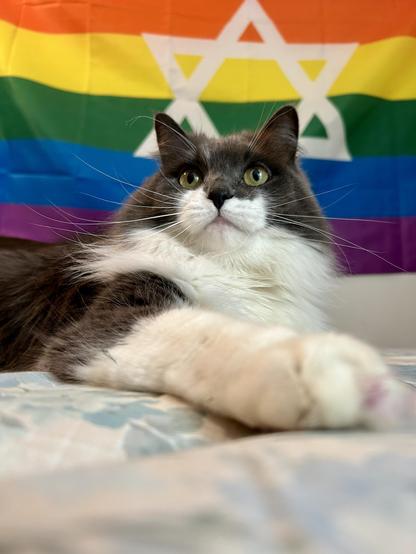 A grey and white kitty photographed from a low angle, one of her front paws stretched to the camera. She had a big ruff, and wide super long whiskers. Behind her on the wall is a rainbow pride flag with a white Magen David in the center, right above her head.