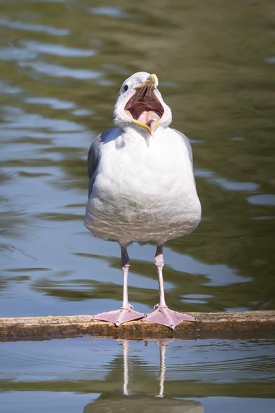 A Glaucous-winged Gull with his mouth open very, very wide.