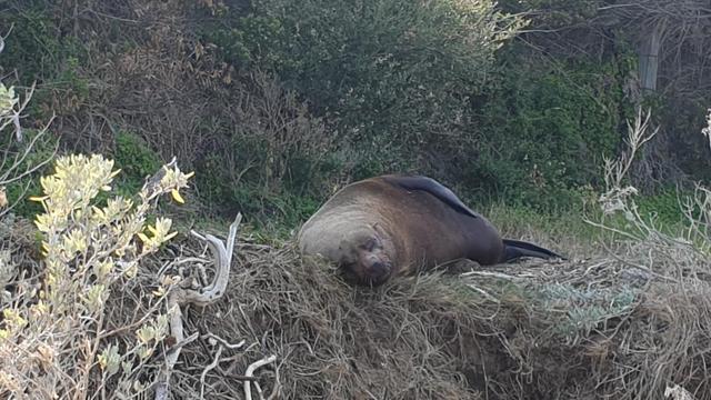 A seal having a snooze on a platform grass next to the shoreline  . Although you cant see it this is near a rock platform (Table Rock) which is the sort of place you would expect seals to hang out.