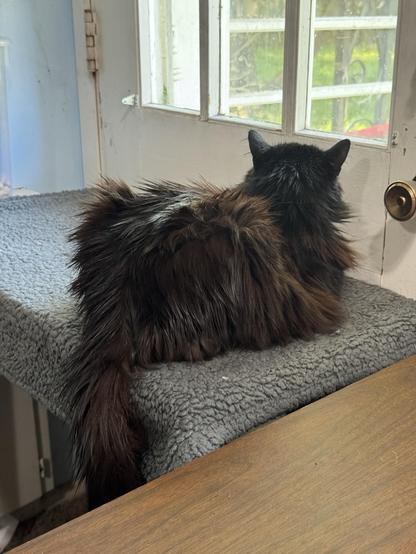Penguin, my long haired black cat, resting  on her table next to a door looking out the window.