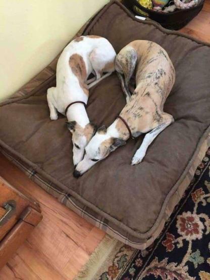 Two dogs side by side. Looks like a heart.
