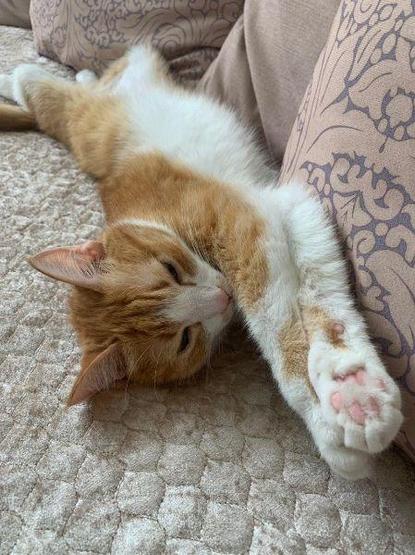 A ginger and white cat is sprawled out comfortably on a patterned couch. The cat is lying on its side with its front paw stretched out and eyes half-closed, appearing relaxed and sleepy. The background includes cushioned pillows with a floral design.