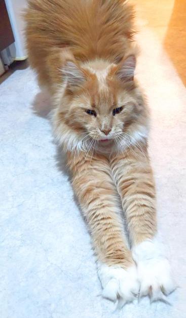 Picture of a reddish cream coloured Maine Coon with white paws stretching.