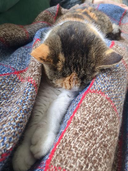 A tortoiseshell and white cat snoozes facedown in the folds of a woven wool blanket, her front legs stretched out before her and her body receding into the distance.