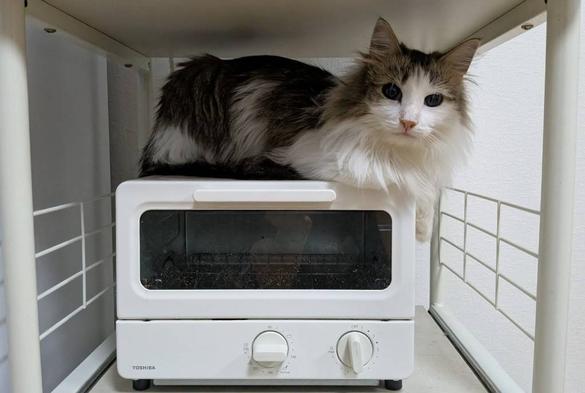 vidarr the Norwegian forest cat kitten sitting on top of a white toaster oven. Looking at the camera like he dgaf.