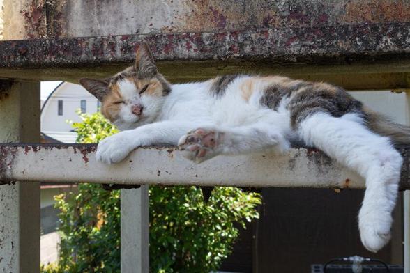 日野市の猫