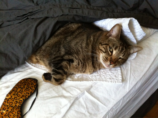A tabby cat lounging on a bed, partially covered by a dark gray blanket. The cat has a relaxed expression and is lying on a folded white quilt. A leopard-print sleep mask is placed nearby on the white sheet.