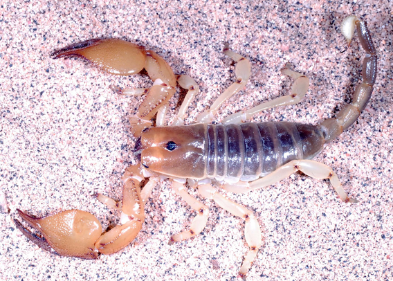 Pandinops sahil, male holotype in vivo habitus.