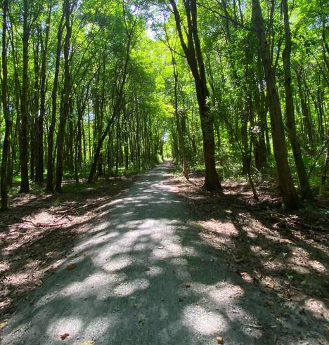 A gravel path leads into the woods.  A dense population of trees on either side of the path are lit an almost neon green by sunlight (sun unseen).  The ground on either side of the path is brown dirt, fallen branches and twigs.  A pale blue sky peeks through the leaves of the trees in a few different spots.  The path and ground on either side is spotted with shadows cast through the trees.