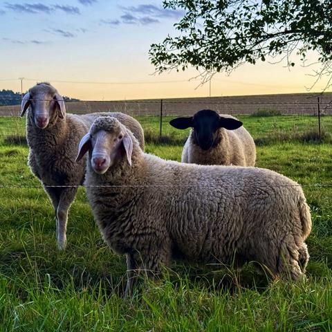 Sheep
