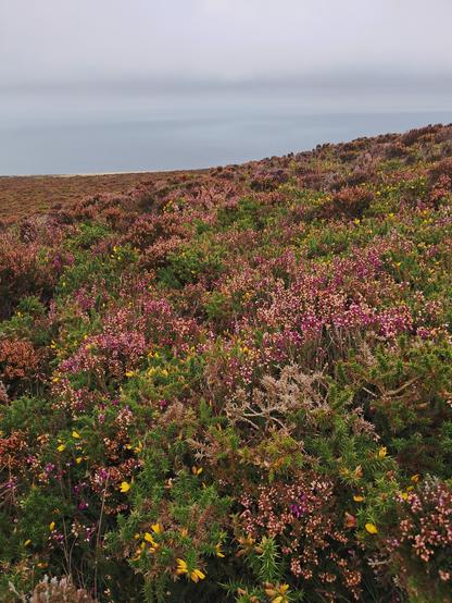 Swathes of pink nd brown Heather, yellow and green gorse and recall out to the pale blue sea.