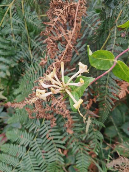 The creamy throngs of the honeysuckle bloom against a background d of green bracken leaves