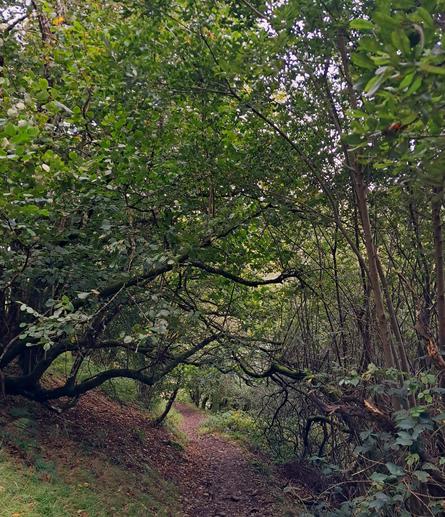 The path winds through low hanging leafy branches, creating a kind of tunnel