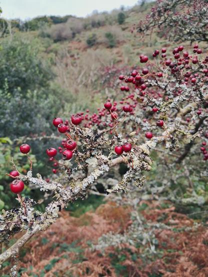 Close up of the berries on the lichen covered branches