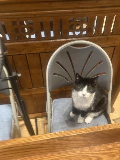 Black and white cat sitting on a chair in the Choir stalls