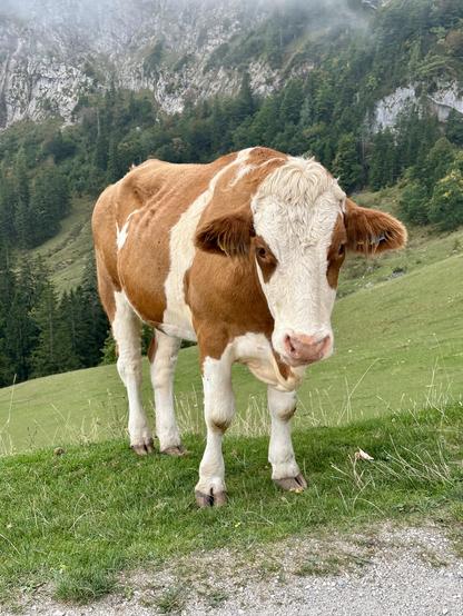 Das Bild zeigt ein braun-weißes Rind auf einer grünen Wiese vor einer malerischen Berglandschaft. Das Rind steht aufrecht und blickt direkt in die Kamera. Es hat ein weißes Gesicht mit braunen Flecken und braune Augen. Die Wiese ist grasbewachsen und führt zu einer steilen, bewaldeten Bergkette im Hintergrund, die teilweise von Nebel oder Wolken verdeckt ist. Die Umgebung wirkt ruhig und idyllisch, typisch für eine ländliche Gegend.