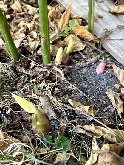 A few myoga buds are emerging from the ground among the fallen leaves, with myoga stalks also visible.