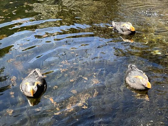 Three tufted puffins swimming in their enclosure at the Oregon Coast Aquarium in Newport. Photo by Robert Emond.