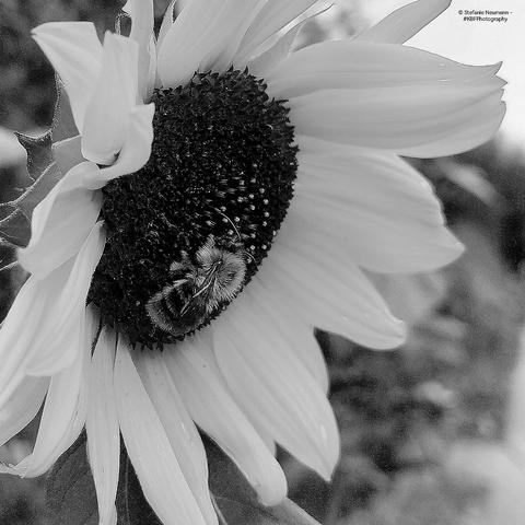 A black-and-white close-up of a sunflower with a bee on it.

© Stefanie Neumann - #KBFPhotography