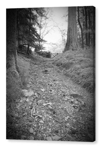 Black and white portrait photograph of a path leading out of woodland.  The image is shown printed upon a block canvas.