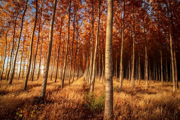 A dense forest of tall, slender trees with smooth gray trunks stretches into the distance, creating a symmetrical corridor effect. The canopy is filled with vibrant orange autumn leaves glowing warmly in the sunlight, while golden-brown grass covers the forest floor. The light filters in from the left, enhancing the rich fall colors against a backdrop of clear blue sky peeking through the foliage.