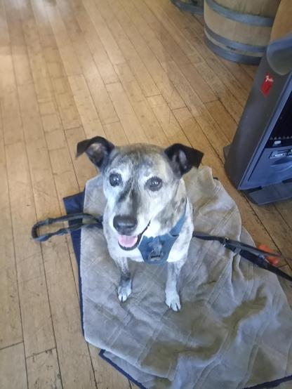 The image shows a dog sitting on a gray towel with a blue border on a wooden floor. The dog has a brindle coat with a mix of gray, black, and white fur, and is wearing a blue harness. Its ears are perked up, and it has a happy expression with its mouth open and tongue out. The dog is looking directly at the camera. In the background, there are two wooden barrels and a piece of equipment with a red sticker, possibly a heater or a machine. The floor is made of light-colored wooden planks, and the overall setting appears to be indoors, possibly in a casual or rustic environment.
